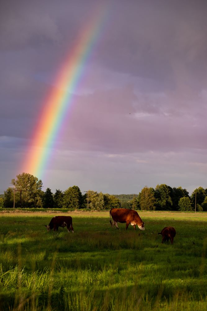 Regenbogen über den Weiden von Naturprodukte Elberind